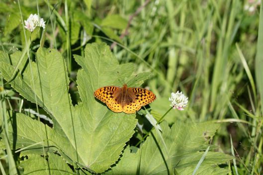 Arctic Fritillary butterfly (Boloria chariclea)