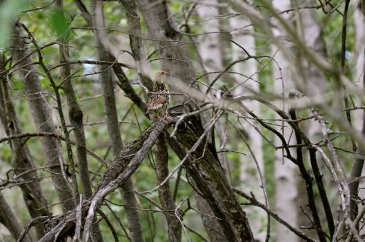 baby sharp-tailed grouse