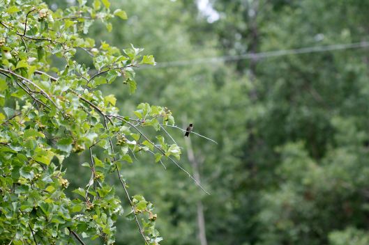 ruby throated hummingbird at rest