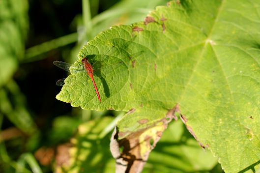 red dragonfly