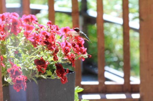 ruby throated hummingbird out the window