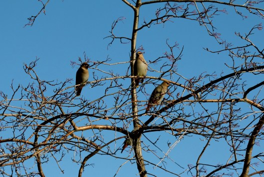 Bohemian Waxwings