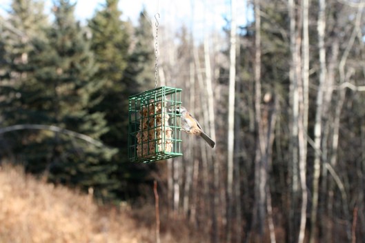 Boreal Chickadee