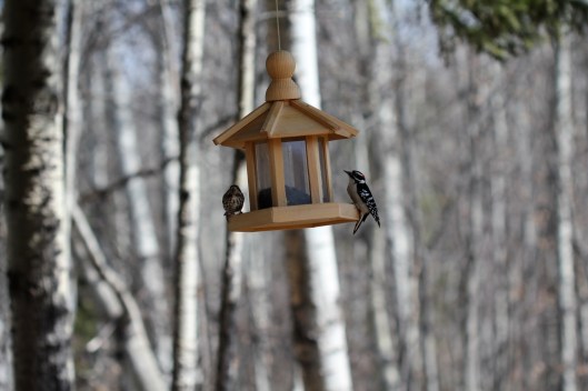 Common Redpoll and Downy Wood Pecker