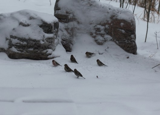 Common Redpolls