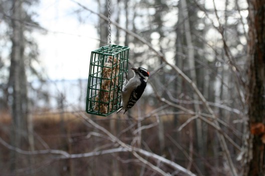 Downy Wood Pecker1