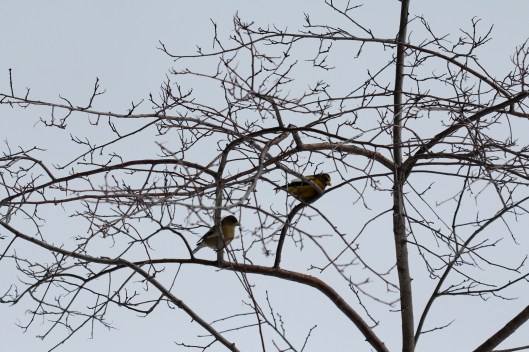 Evening Grosbeak1