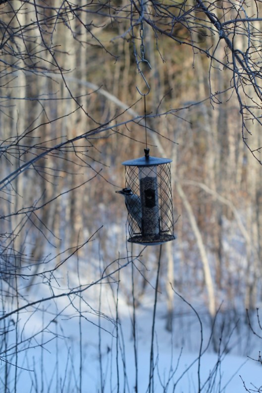 Hairy Woodpecker