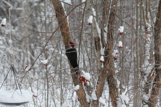pileated woodpeacker2