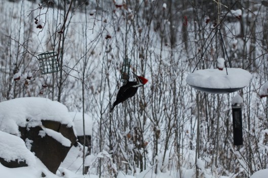 pileated woodpecker
