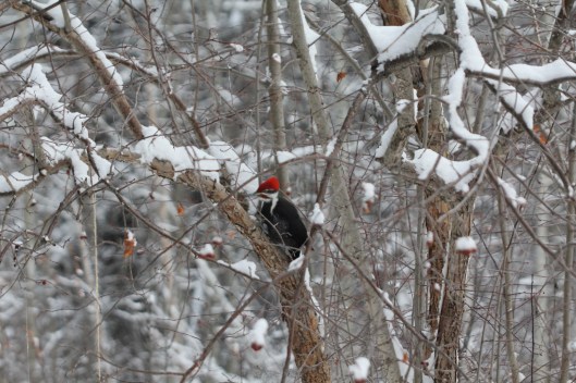 pileated woodpecker1