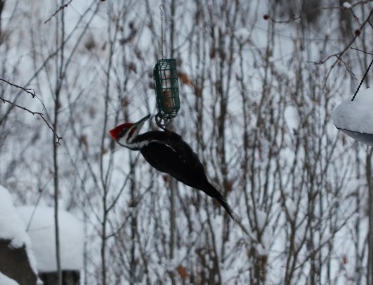 pileated woodpecker3