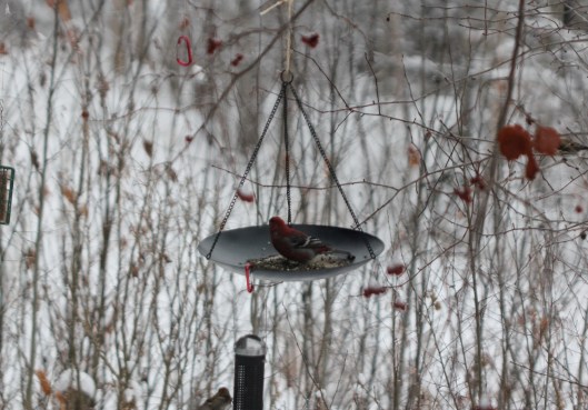 Pine Grosbeak