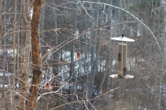 Purple Finch