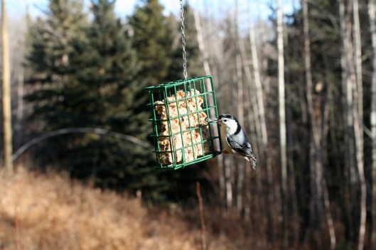 Whitebreasted Nuthatch