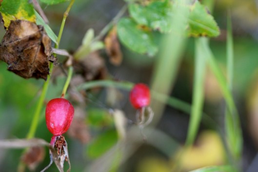 rosehips