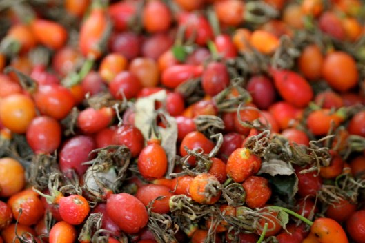 rose hips