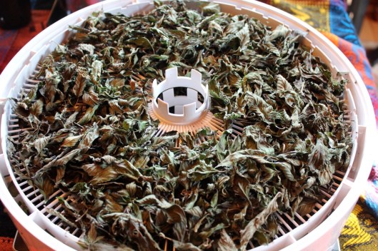 dried pepermint tea