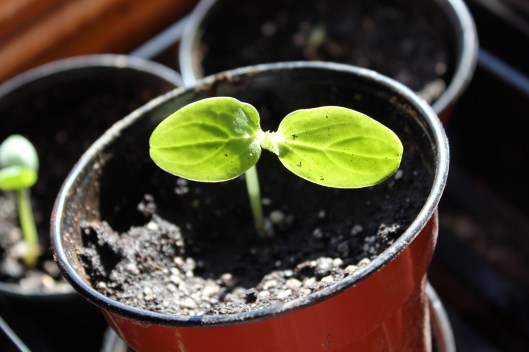 cucumber sprout