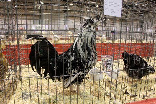 chicken show