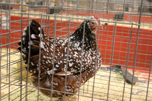 chicken show