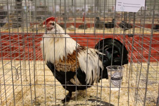 chicken show