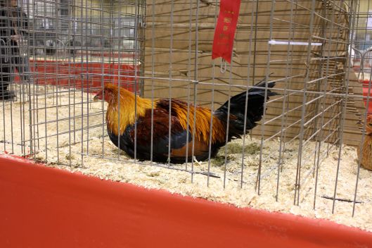 chicken show