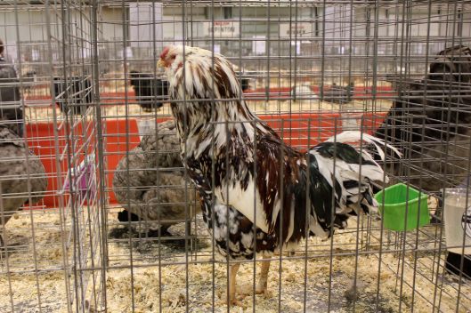 chicken show