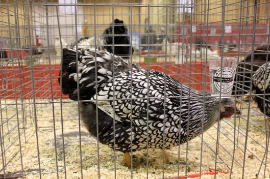chicken show