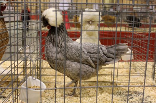 chicken show