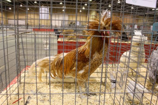 chicken show